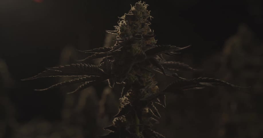A cannabis flower bud with leaves extending outwards silhouetted against a dark background