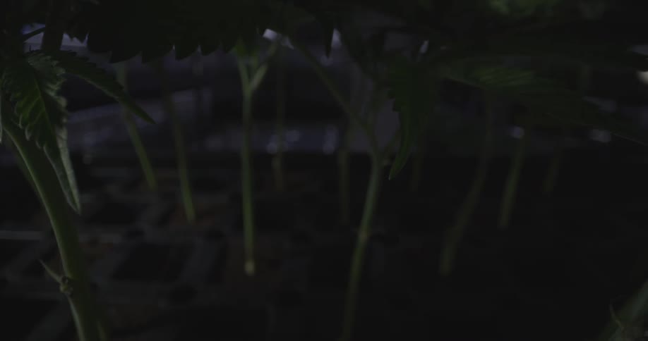 There are many plants in the room
