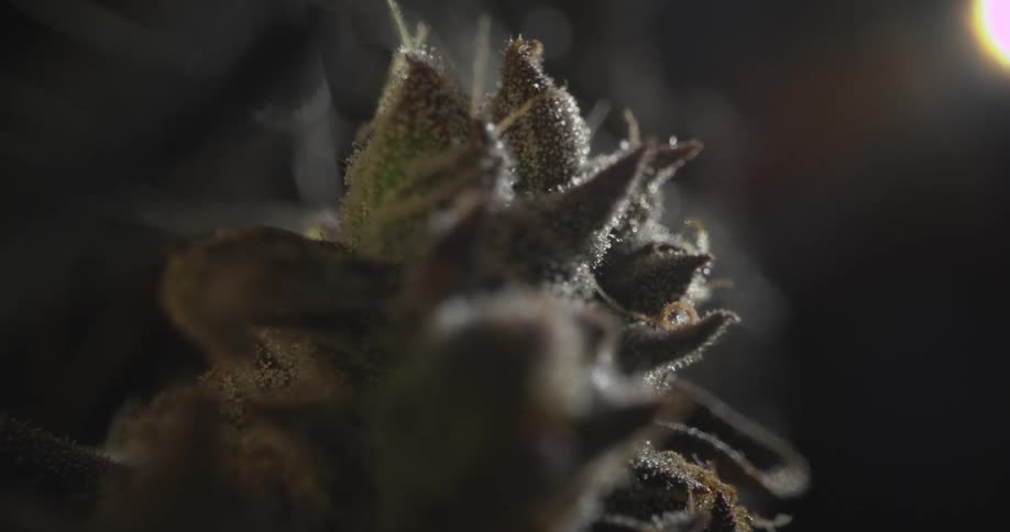 Water is on the marijuana plant