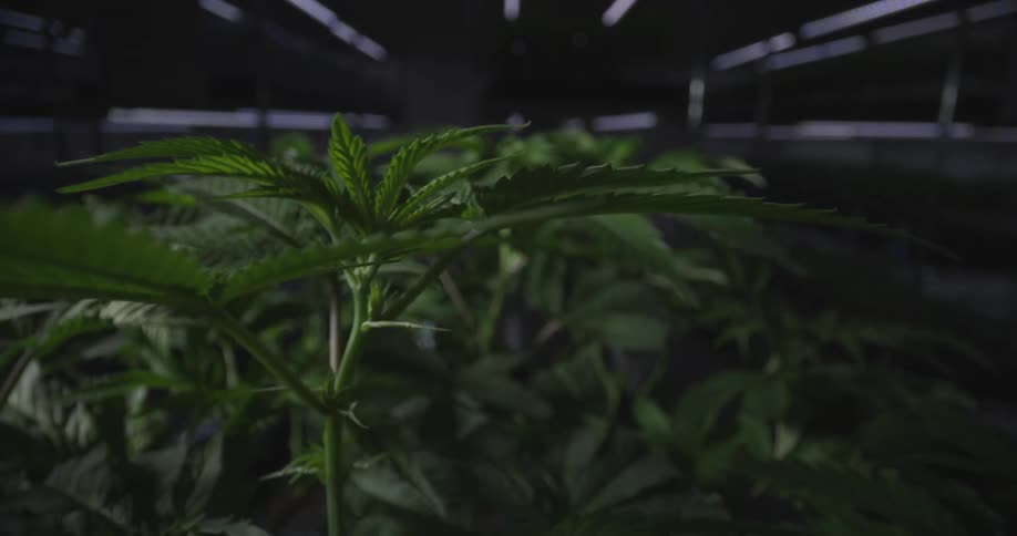 Rows of plants grow in a dimly lit greenhouse at night