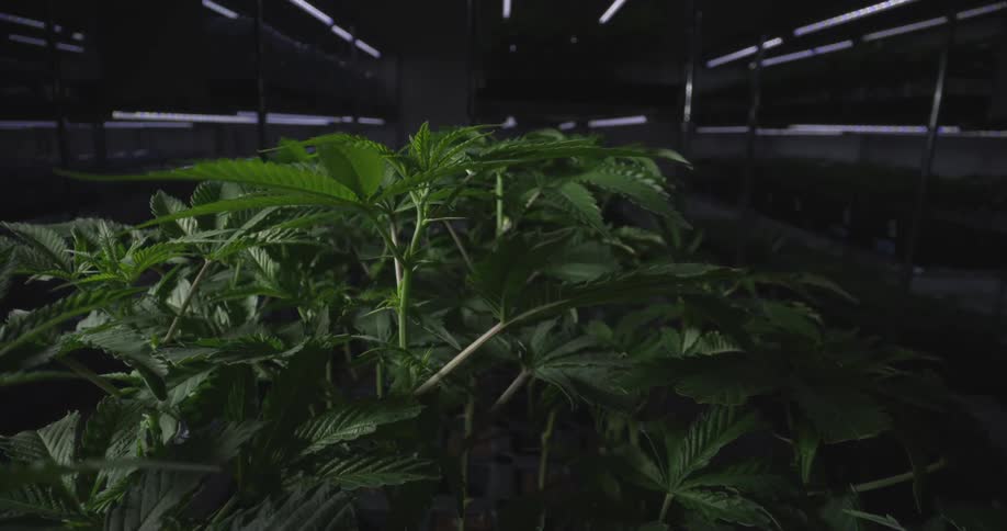 A cannabis plant grows under artificial lighting in a dark indoor setting