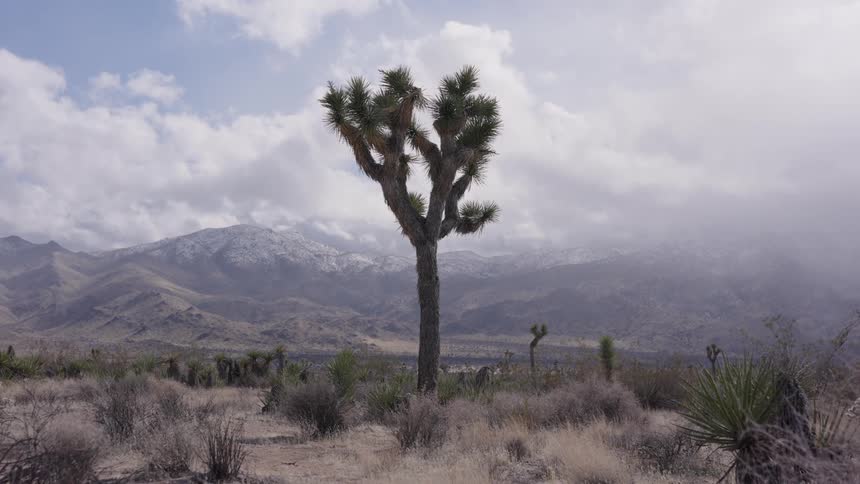 A joshua tree stands prominently in a desert landscape with mountains in the background under a cloudy sky