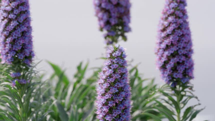 Several tall cone shaped pride of madeira flowers with purple blossoms stand against a light neutral background