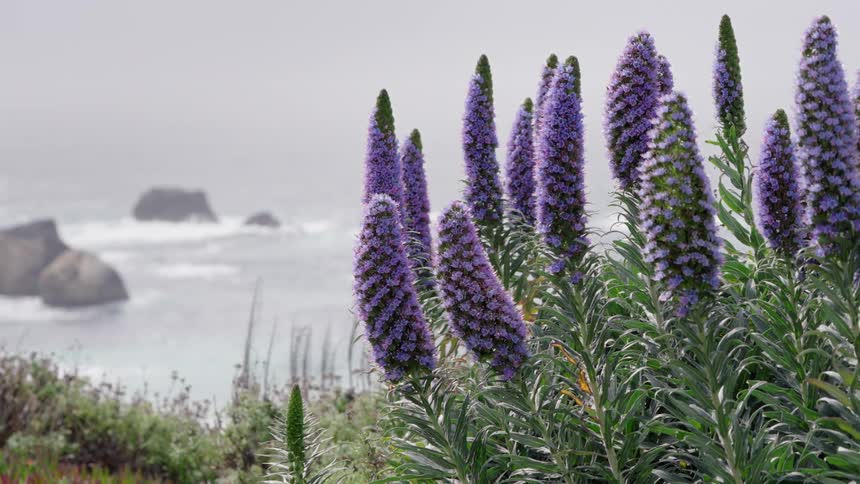 Tall cone shaped purple flowering plants stand in the foreground against a blurred background of the ocean and rocky outcroppings