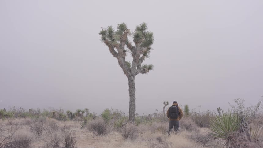 Man wearing a backpack standing in the desert next to a josua tree as he looks around watching snow fall