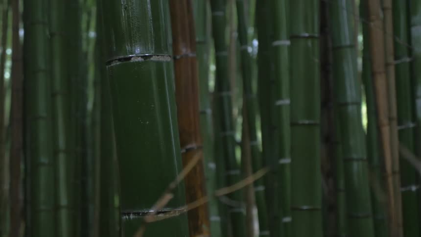 Bamboo trees in a forest