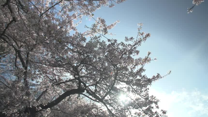 Blossoms grow on tree