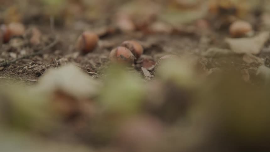 Fallen hazelnuts scattered amongst leaves and earth in an orchard with a shallow depth of field blurring the foreground and background