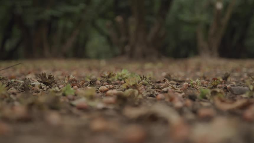 A close up low angle shot of the ground in hazelnut orchards reveals small round nuts among dry leaves and soil with a blurred background of trees
