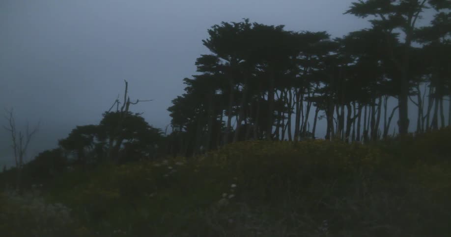 The hill leads up to some trees at dawn
