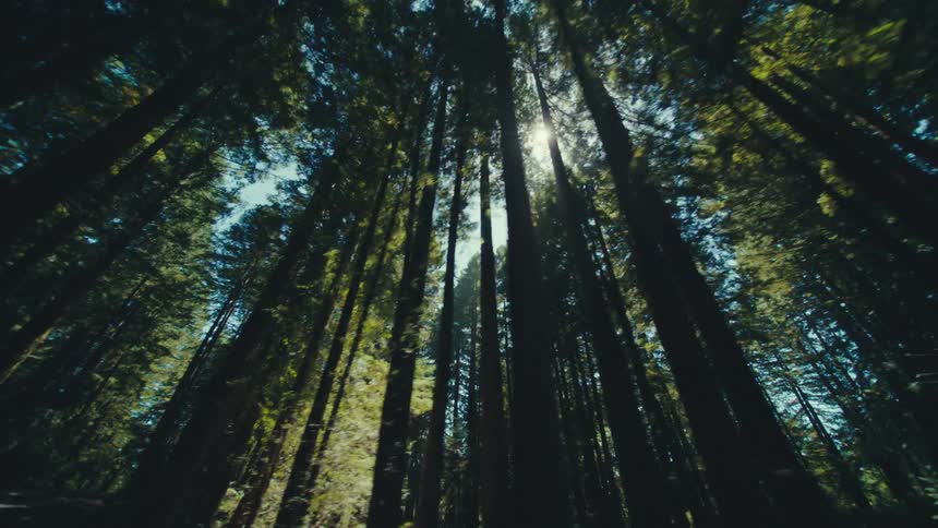 Looking up through the towering redwoods sunlight filters through the dense forest canopy as the trees stretch high above