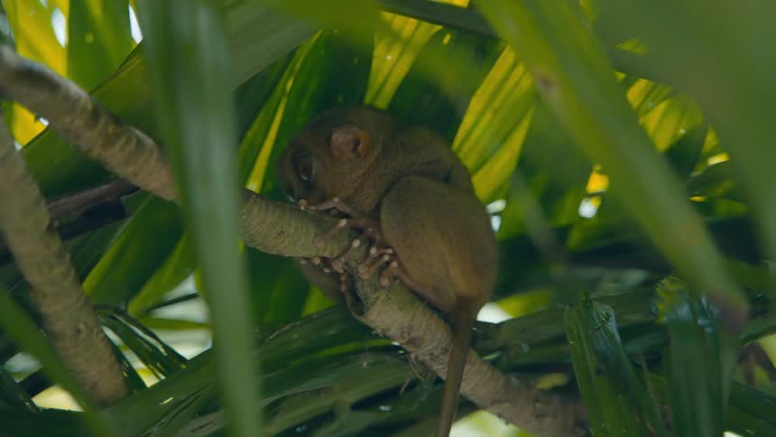 The small animal is sitting on the tree limb with its tail hanging straight down