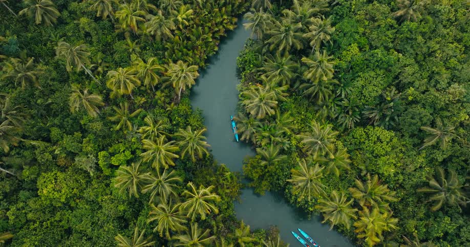 Kayaks on a tropical river
