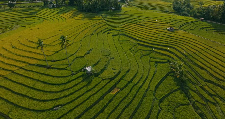 An aerial view rises higher over terraced farmland revealing expansive rice paddies and scattered trees across the rural landscape