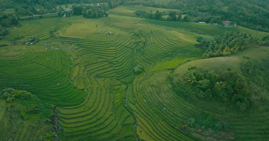 Aerial view flying forward and descending over lush green terraced rice fields nestled in a hilly tropical region