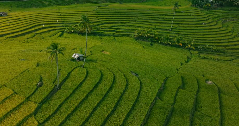 A stunning aerial view of vibrant terraced rice paddies with a small house nestled amongst the lush green landscape
