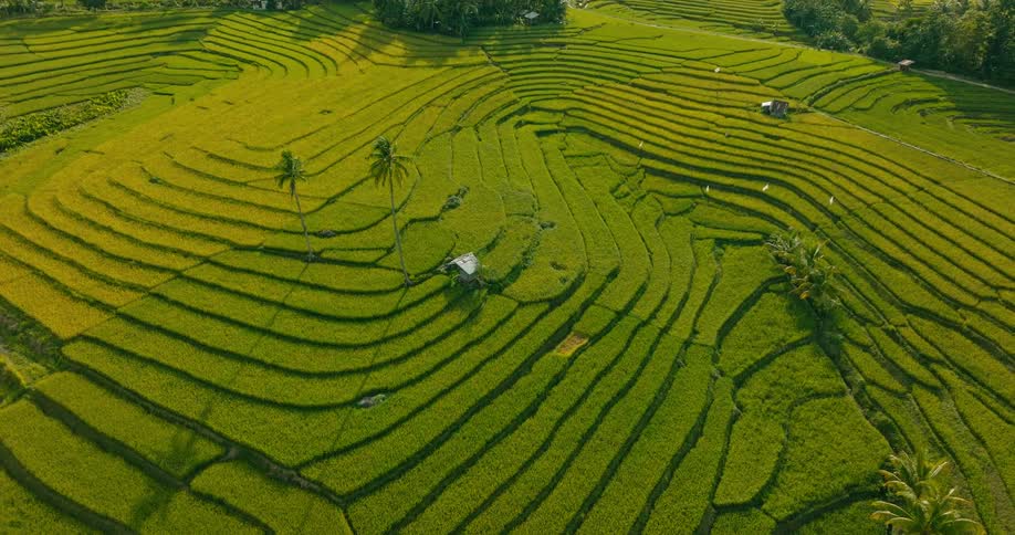 A stunning landscape of terraced rice paddies creating a mesmerizing pattern of green and gold fields