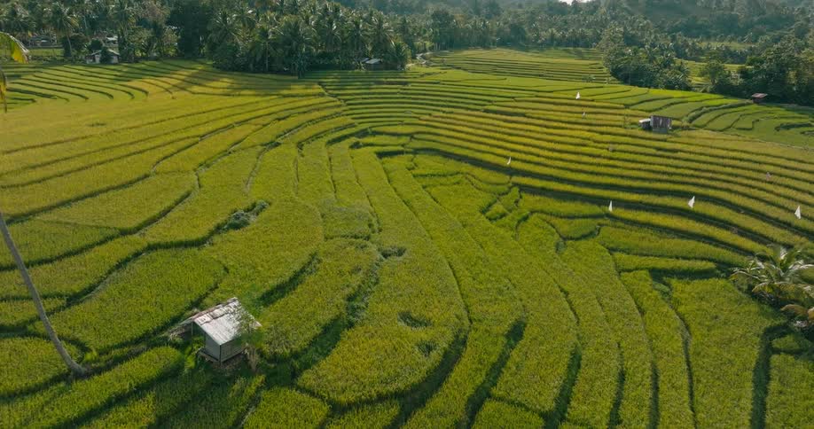 Aerial view flying over curved rice terraces in a tropical landscape gradually lowering toward a small rural hut nestled among the vibrant green fields