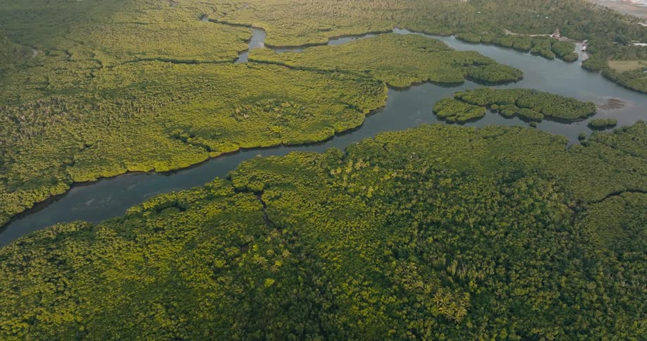 An aerial view glides over a sprawling mangrove forest revealing winding rivers and inlets cutting through the dense green canopy