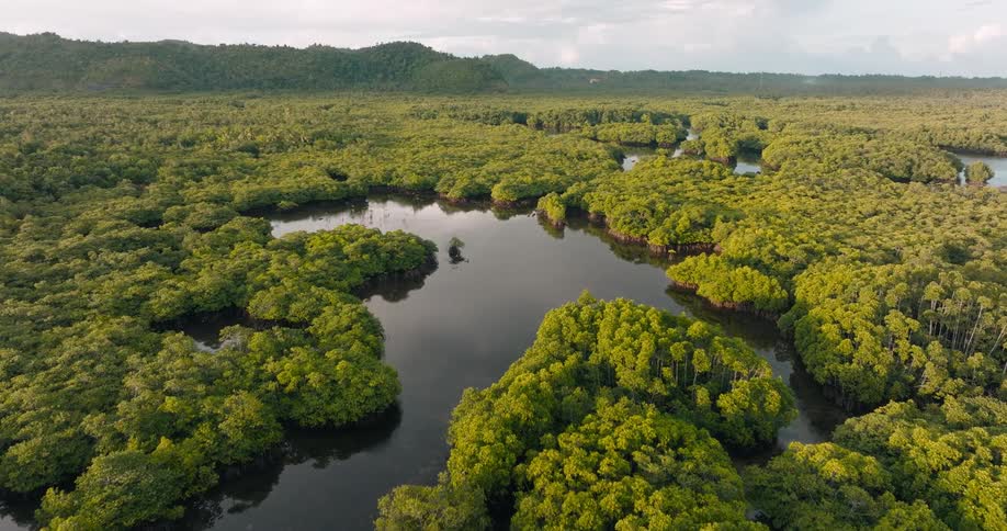 The landscape is covered with trees and water