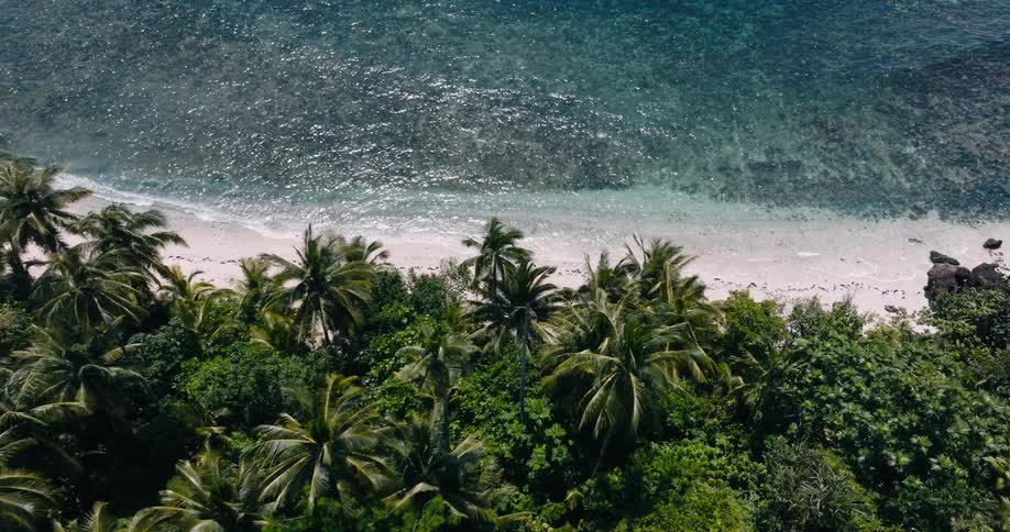 Ocean reaches the beach stopping shy of the jungle