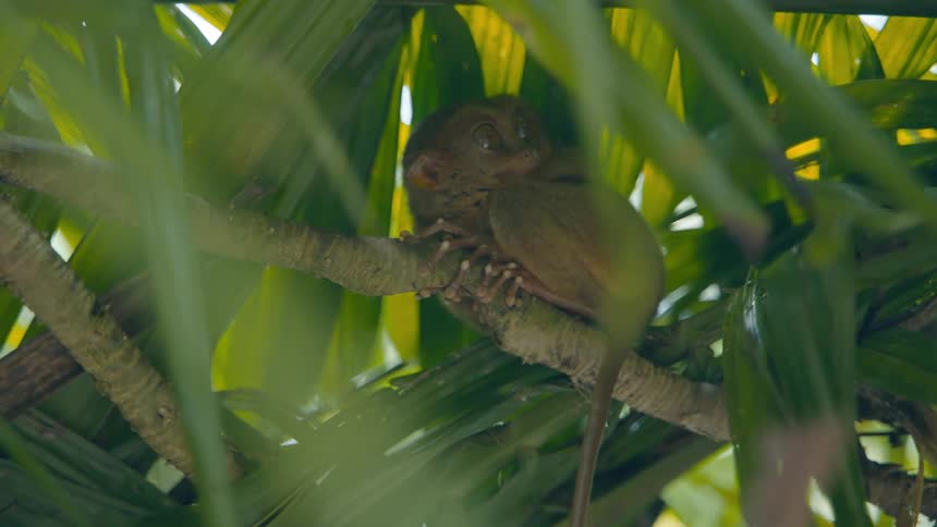 Monkey attached to a tree