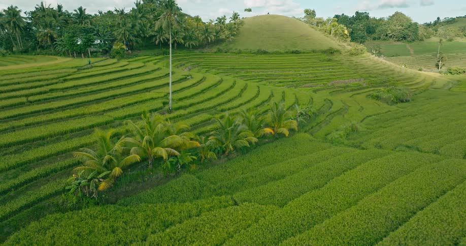 Rice paddies on a farm