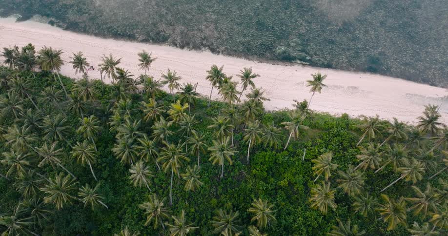 Aerial view descends toward a tropical beach where a person walks along the white sand lined with palm trees