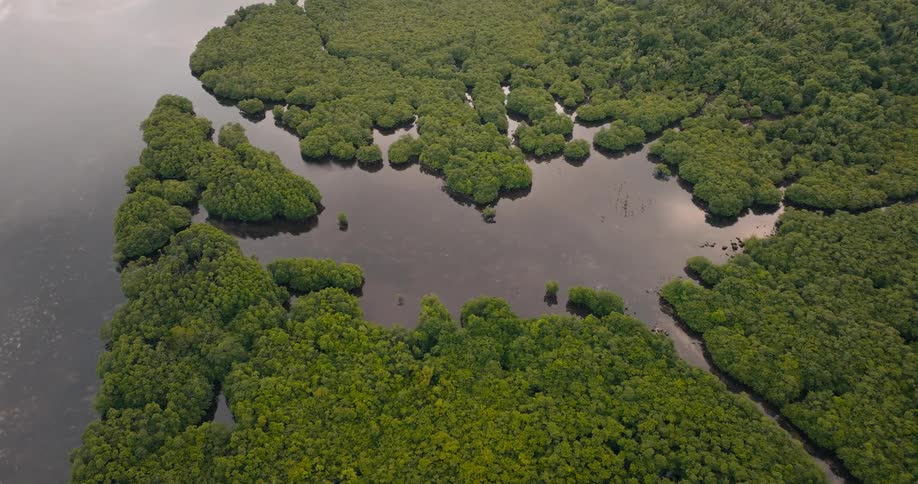 An aerial view showcases a thick mangrove forest split by winding waterways and bordered by a coastal inlet under a soft overcast sky