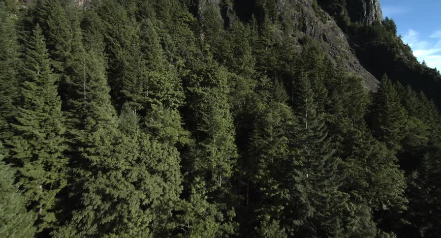 The trees are covering this mountain going up