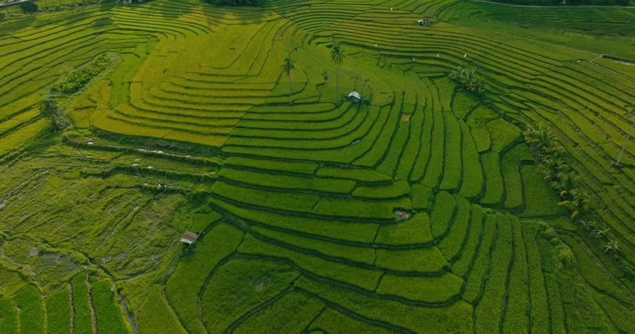 Streams of water flow through terraced rice fields on a summer day