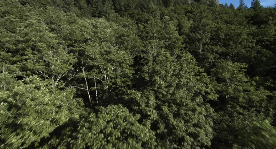 An overhead view of tree tops in a woods