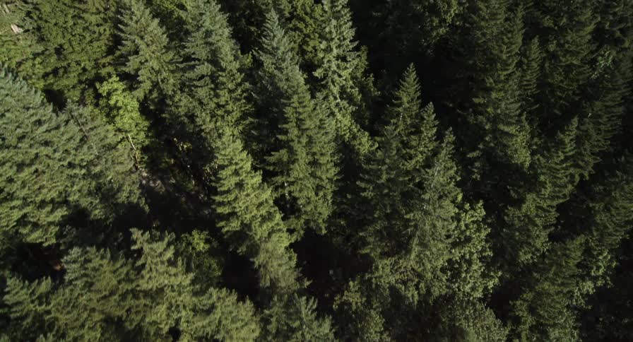 A forest with tall slender trees