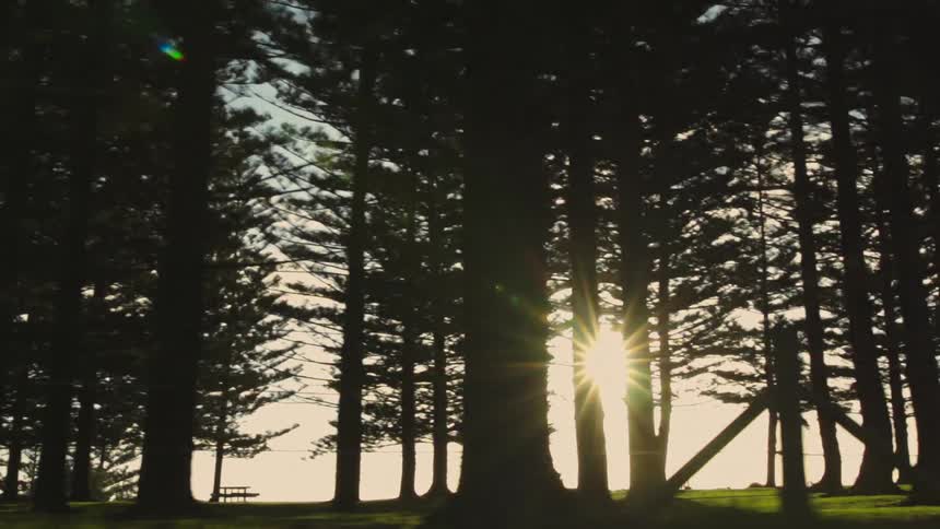 A silhouette of tall pine trees frames a distant sunset with a hint of sunlight peeking through the trunks and a bench visible in the foreground