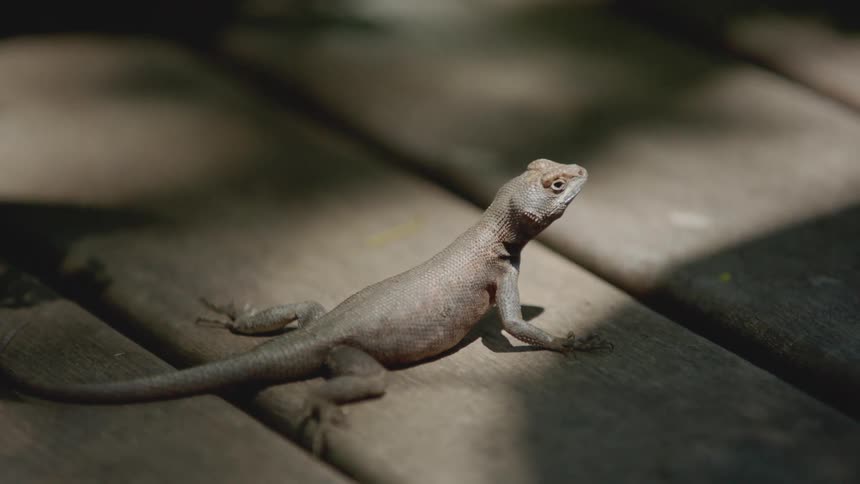 Lizard relaxing in the sunlight on a wood slat of porch looking around