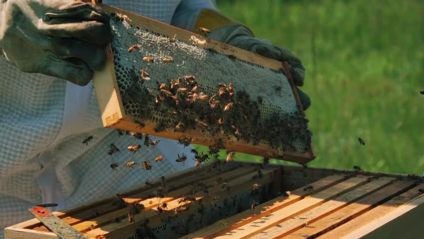 A person in a beekeeping suit removes a honeycomb and shakes the bees off