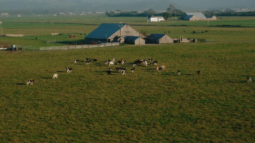 A footage of a herd sheep on a farm land