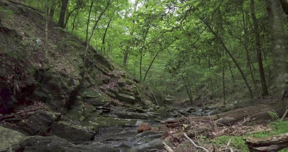 Small river runs through a dense forest