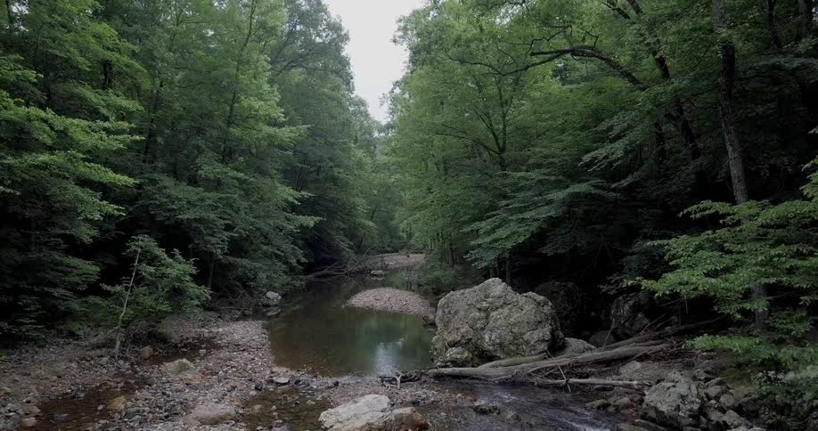 A stream flows through a forest