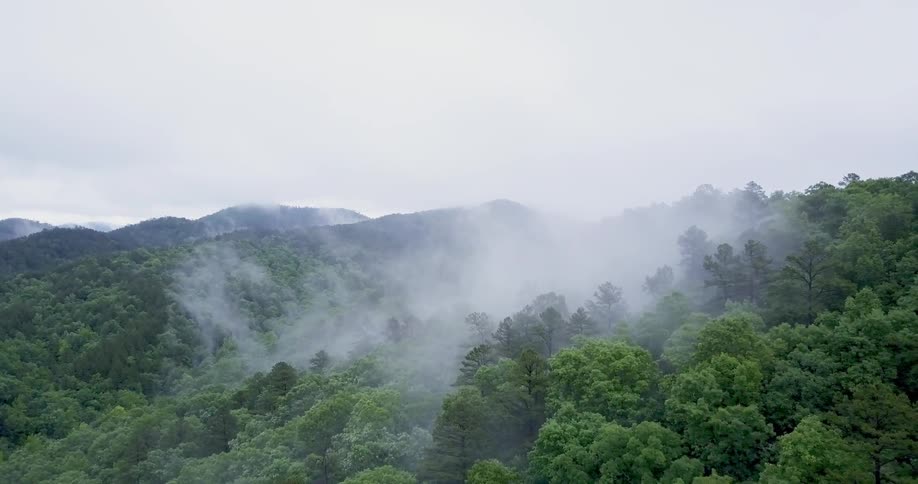 Steam rises from the middle of this lush forest