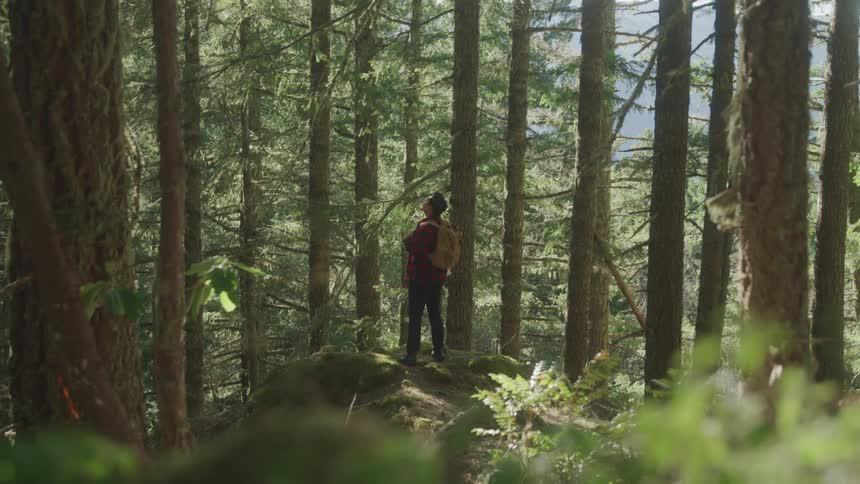 A hiker stops to look over the forest