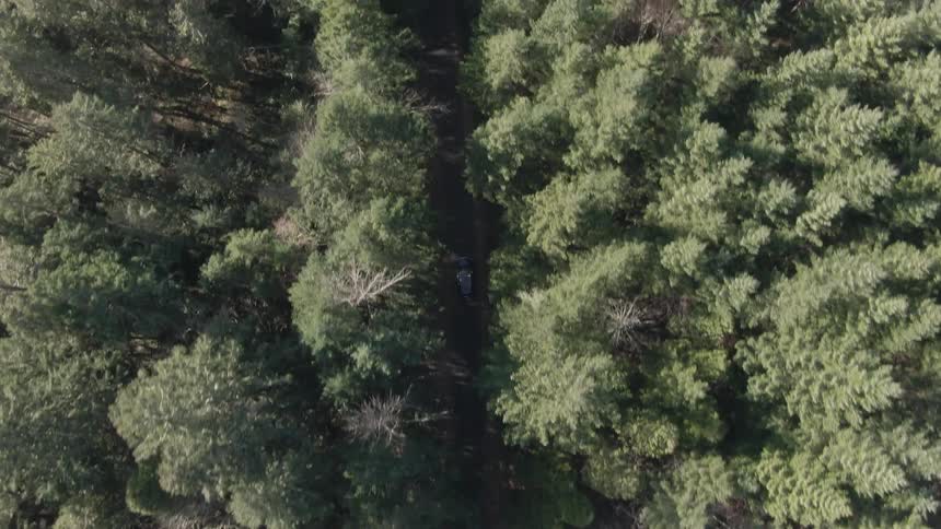 An aerial view reveals a dense dark forest canopy with abundant green trees