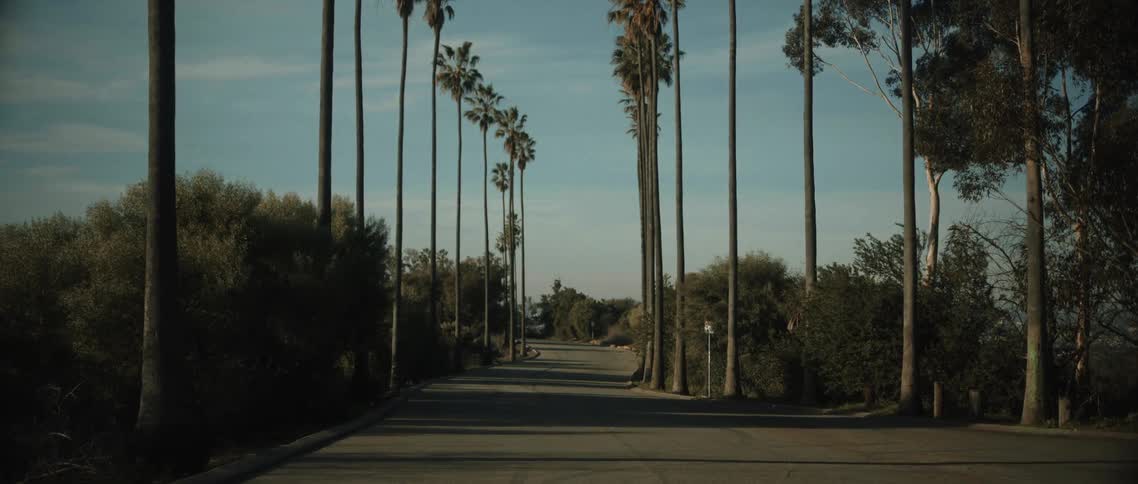 A long curving road lined with palm trees leads into a hazy sun drenched distance evoking a sense of quiet solitude