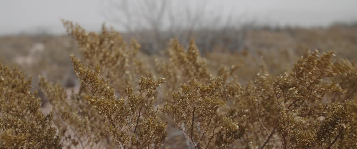 Golden brown reeds are swaying in the wind across a field