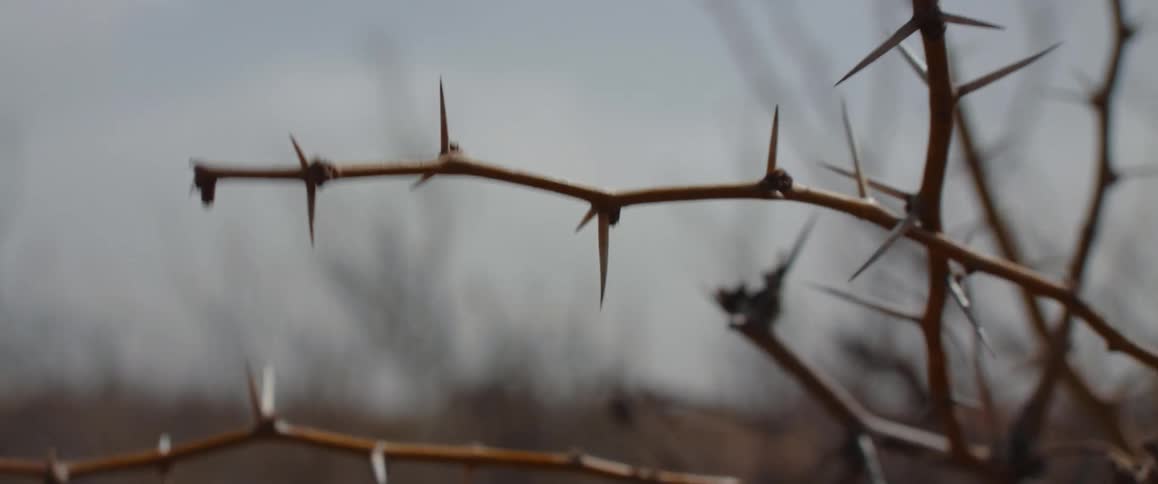 A thorny branch with sharp pointed spikes against a blurred background