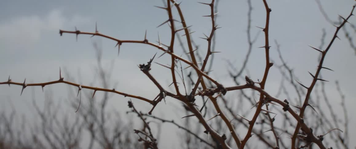 A closeup shot captures the intricate pattern of bare thorny branches against a blurred pale background
