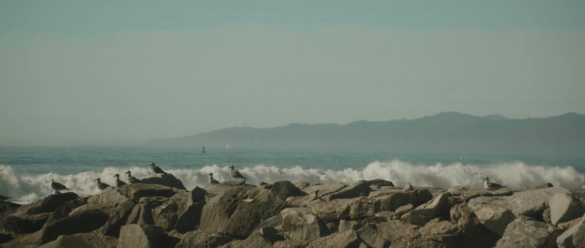 Flock of birds standing on rocks as waves crash behind them on the coast