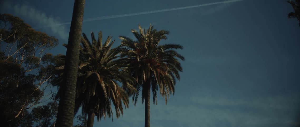 Palm trees silhouetted against a deep blue sky with wispy clouds creating a sense of tropical atmosphere