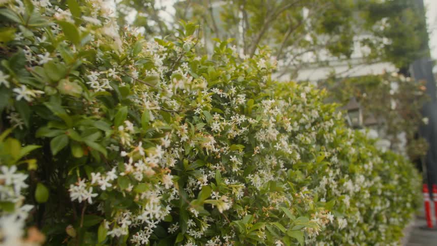 The heavy wind blows the bushes