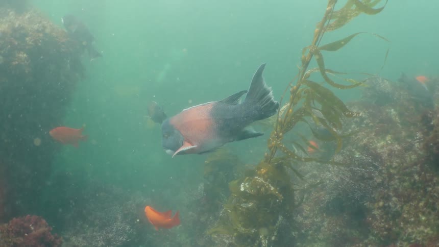 A california sheephead swims among other smaller bright orange fish in a kelp forest